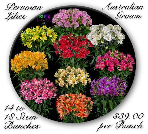 Peruvian Lilies
