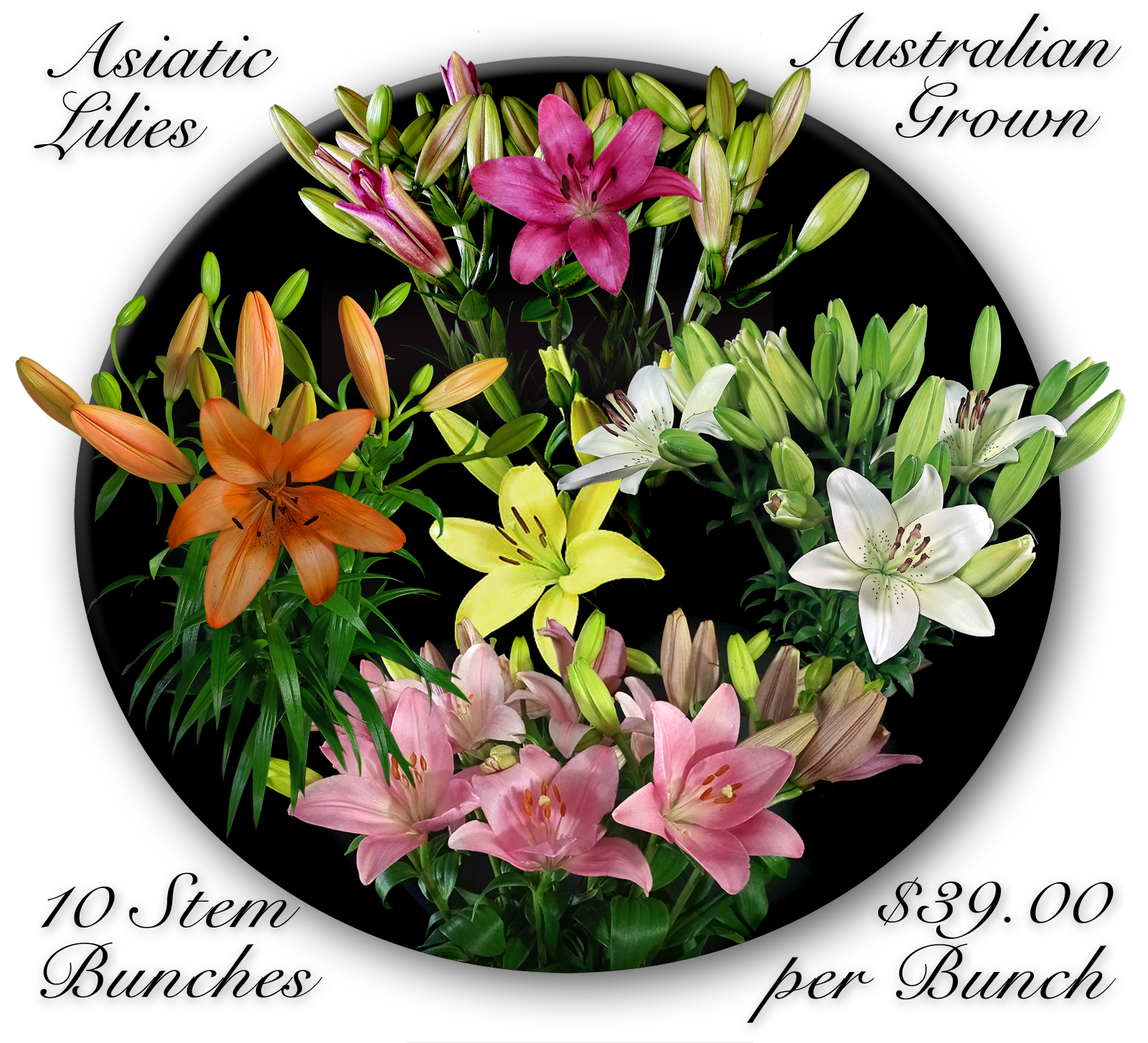 ASIATIC LILIES