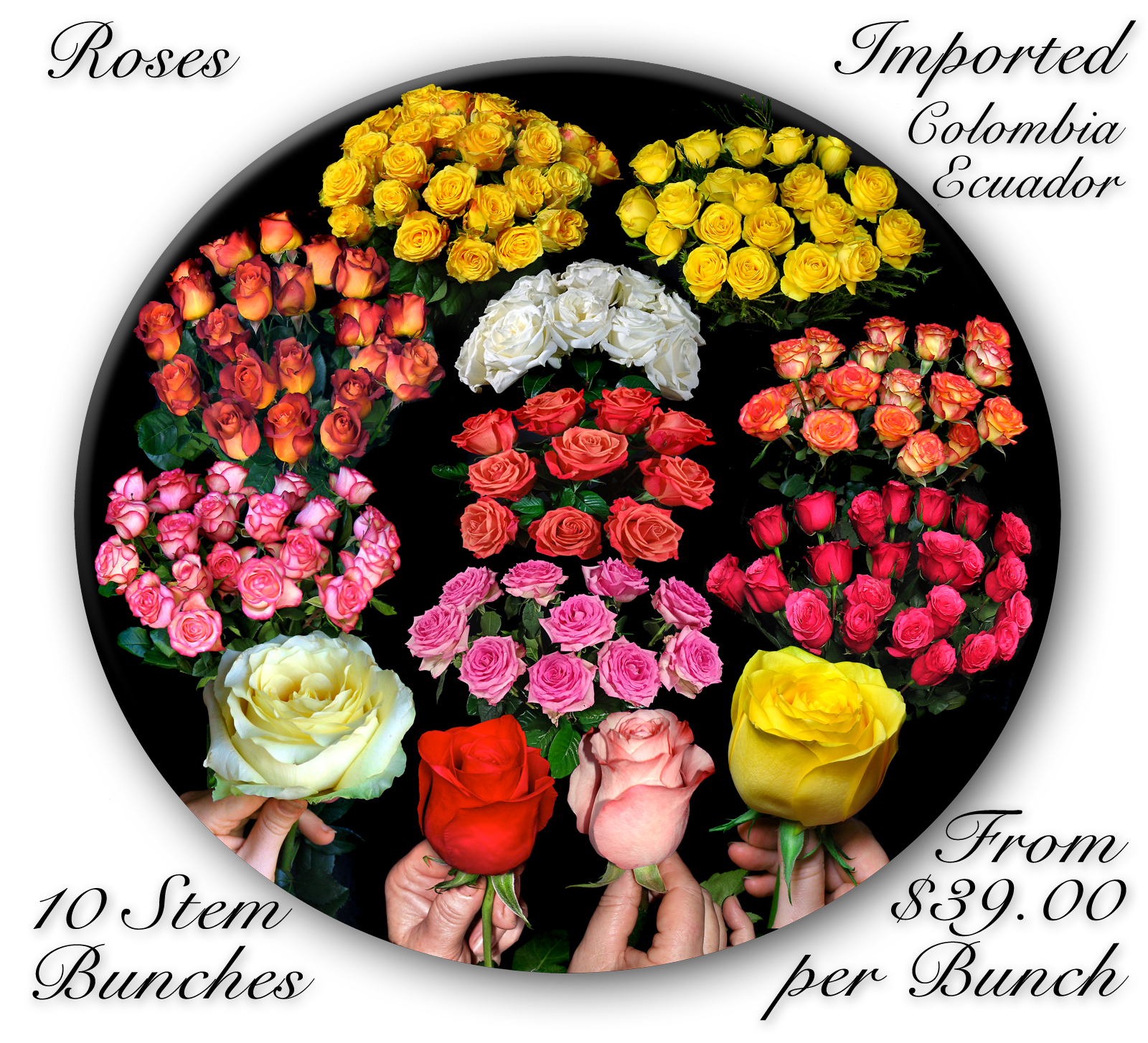 COLOMBIAN ROSES