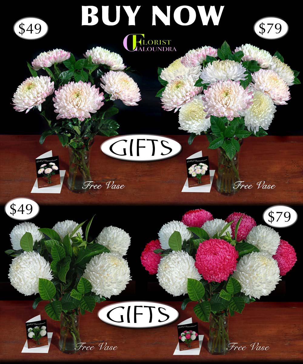 CHRYSANTHEMUM DISBUDS