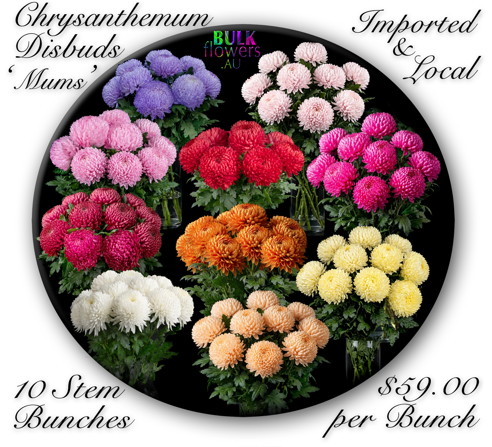 CHRYSANTHEMUM DISBUDS