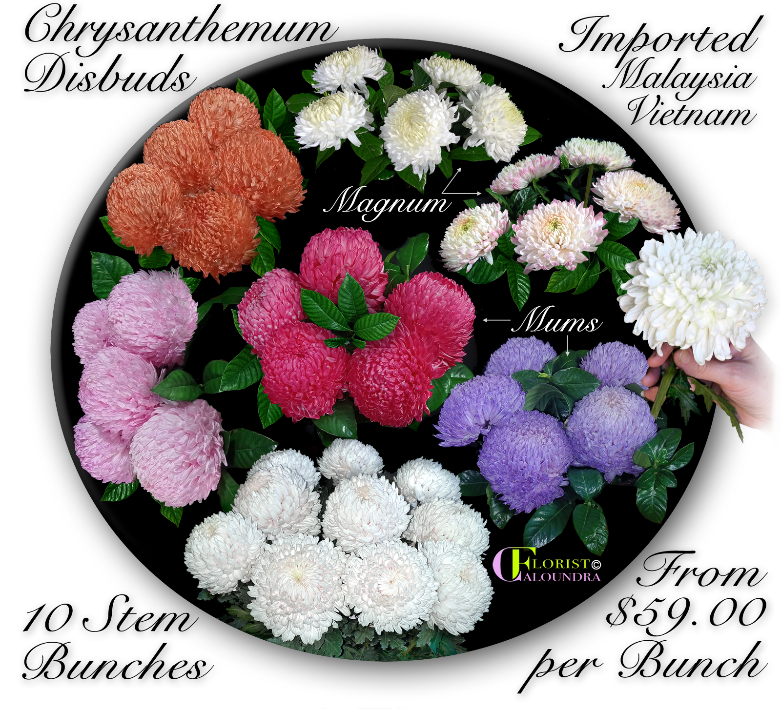 CHRYSANTHEMUM DISBUDS