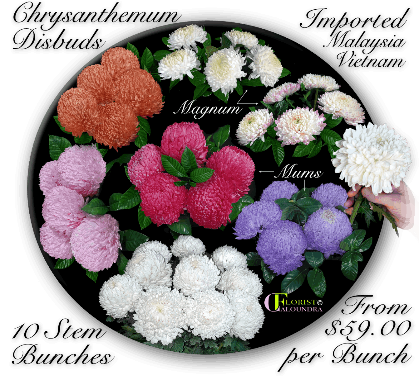 ZEPETI ROSES