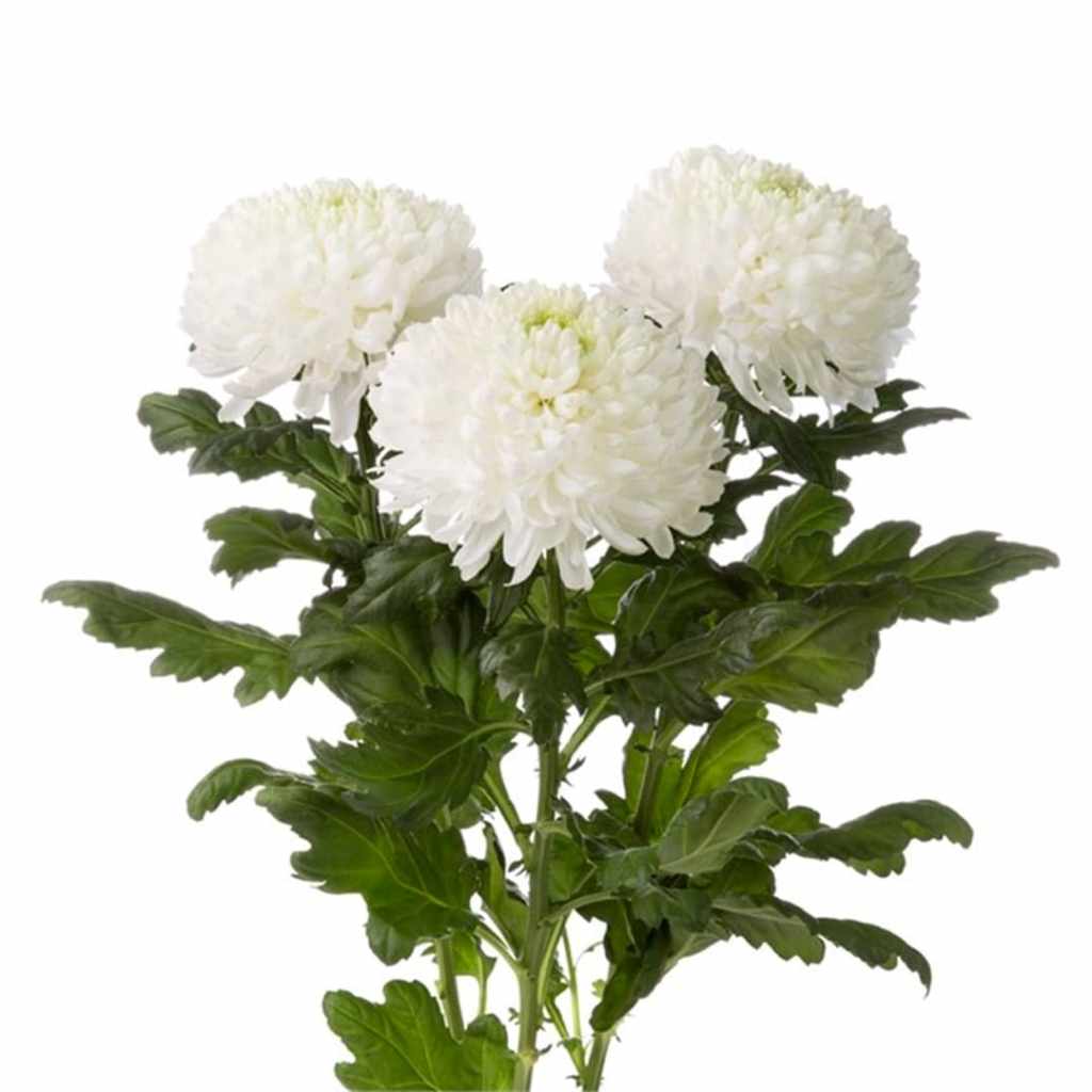 DISBUD FOLIAGE