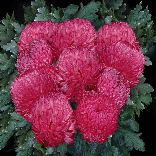 MUM CHRYSANTHEMUM DISBUDS