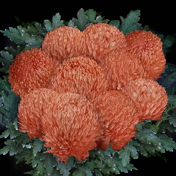 ORANGE MUM CHRYSANTHEMUM DISBUDS