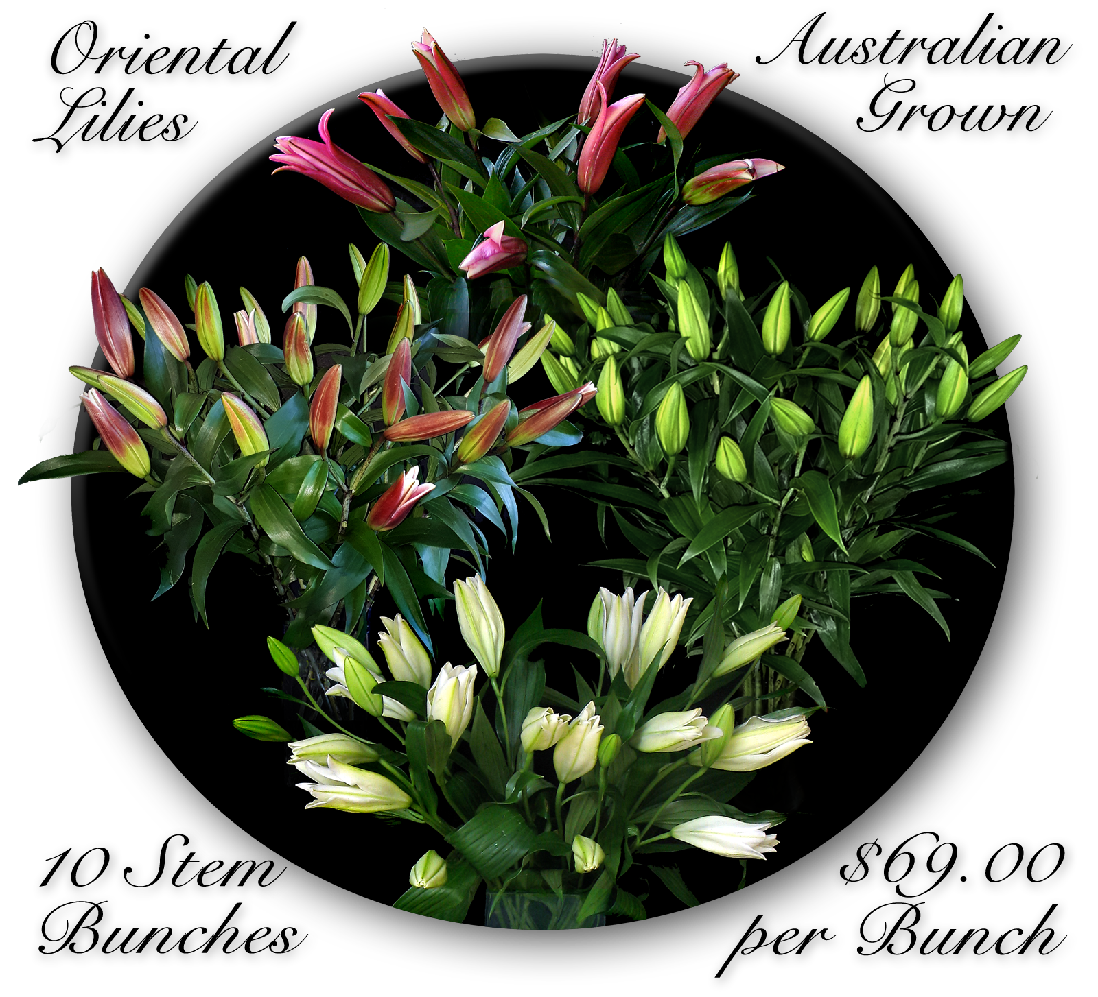 ORIENTAL  LILIES