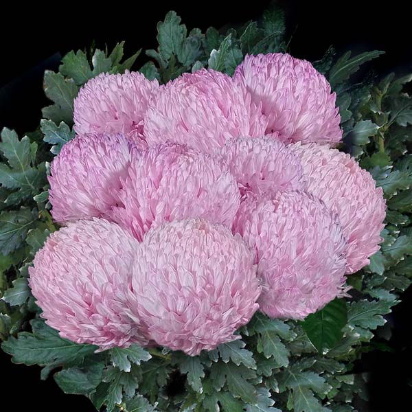 MUM CHRYSANTHEMUM DISBUDS