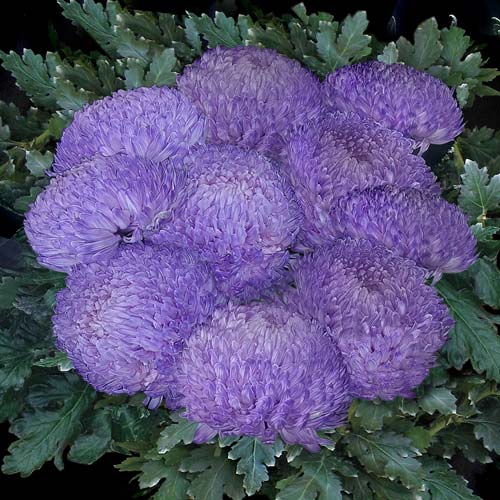 MUM CHRYSANTHEMUM DISBUDS