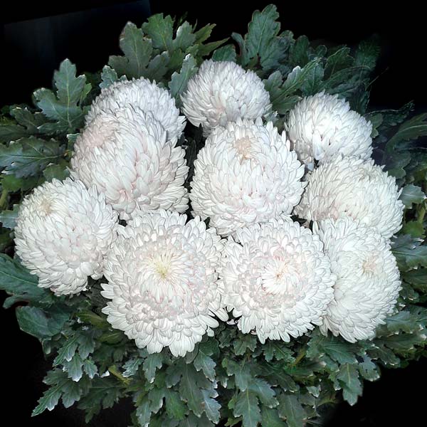 MUM CHRYSANTHEMUM DISBUDS